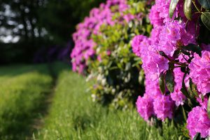 img_9110-oostermaet-rododendron-900x600