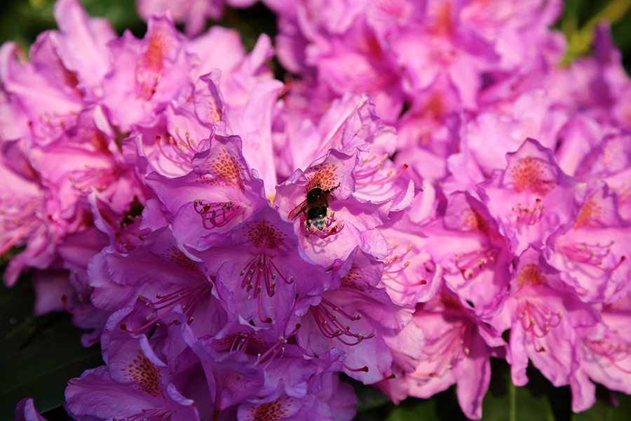 img_9115-rododendron-900x600