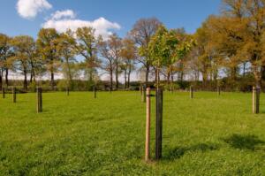 Hoogstamfruitbomen-2-voorjaar-2024